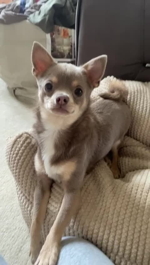 Chihuahua dogs for stud: Chihuahua for stud in Holywell - Video 1