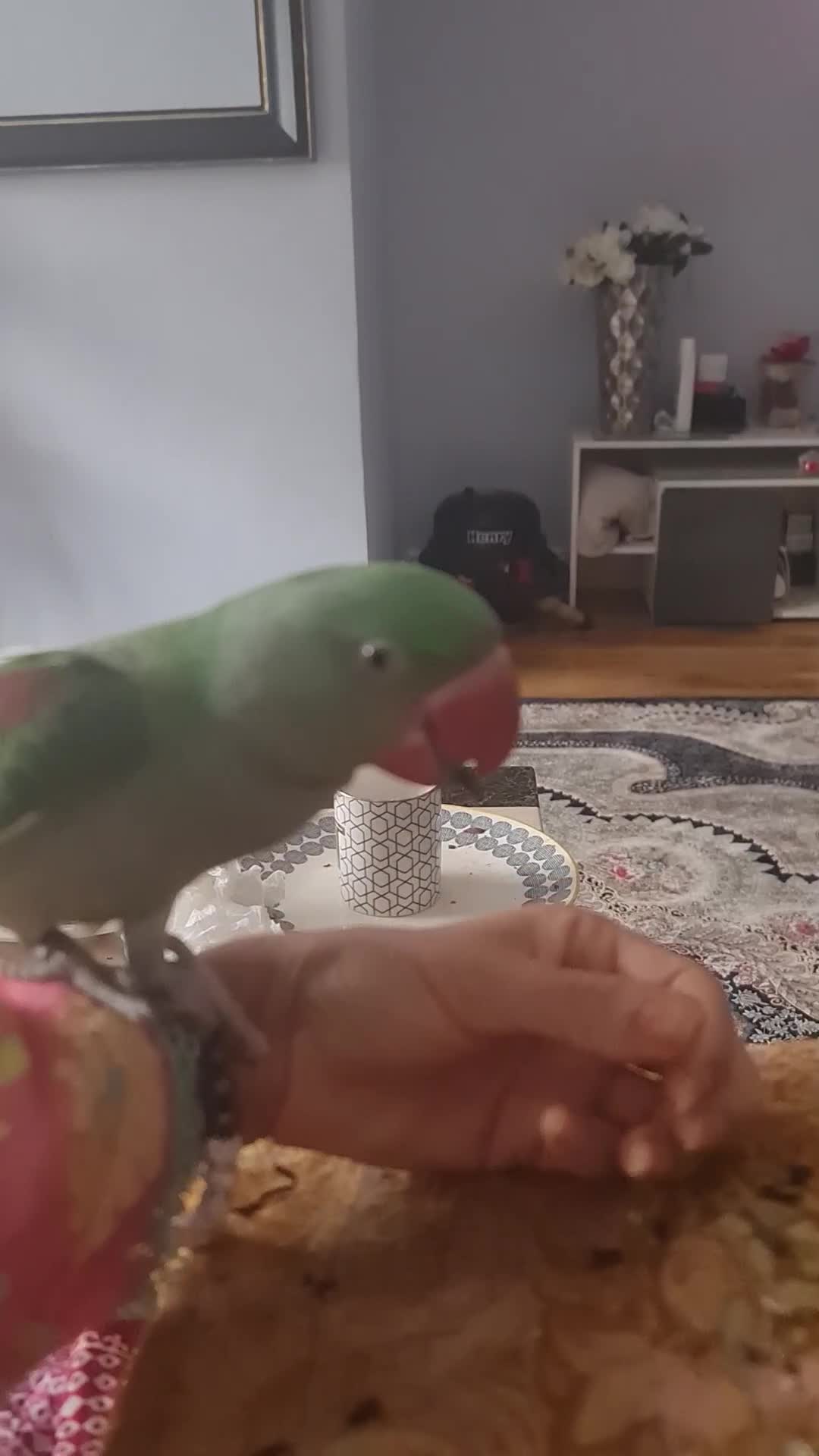 Parrots birds for sale: Alexandera parrot - Video 3