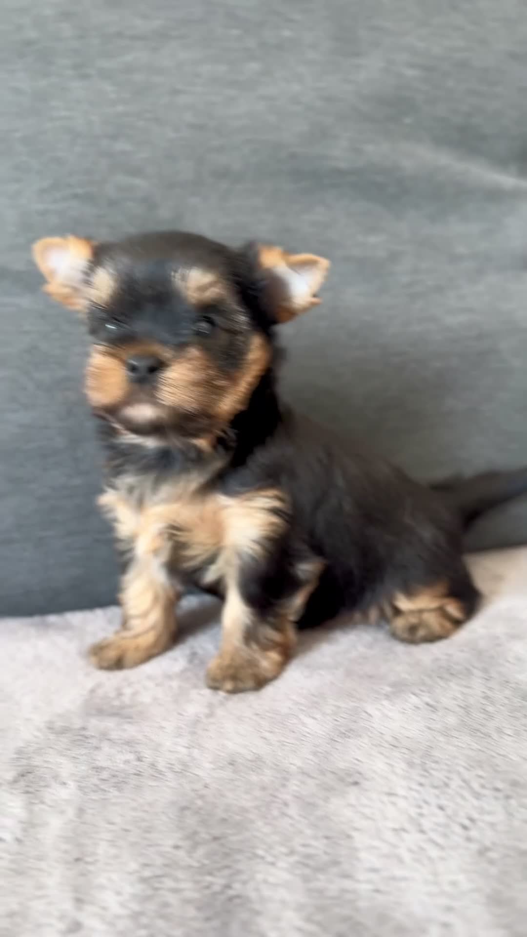 Yorkshire Terrier dogs for sale: ✨🐾 Outstanding Show Quality KC Yorkie Puppies 🐾✨ - Video 3