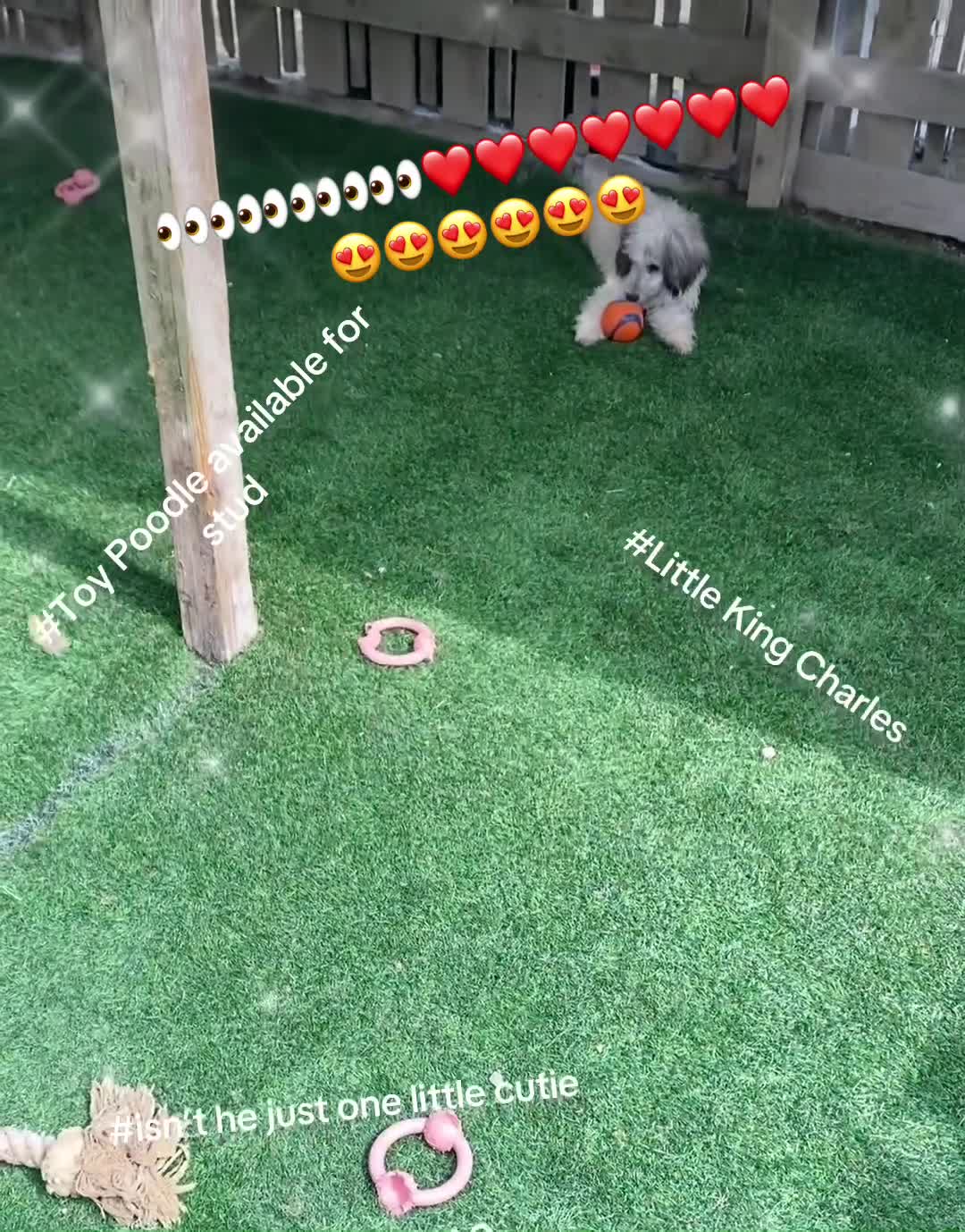 Toy Poodle dogs for stud: Kc registered toy poodle amazing  - Video 1