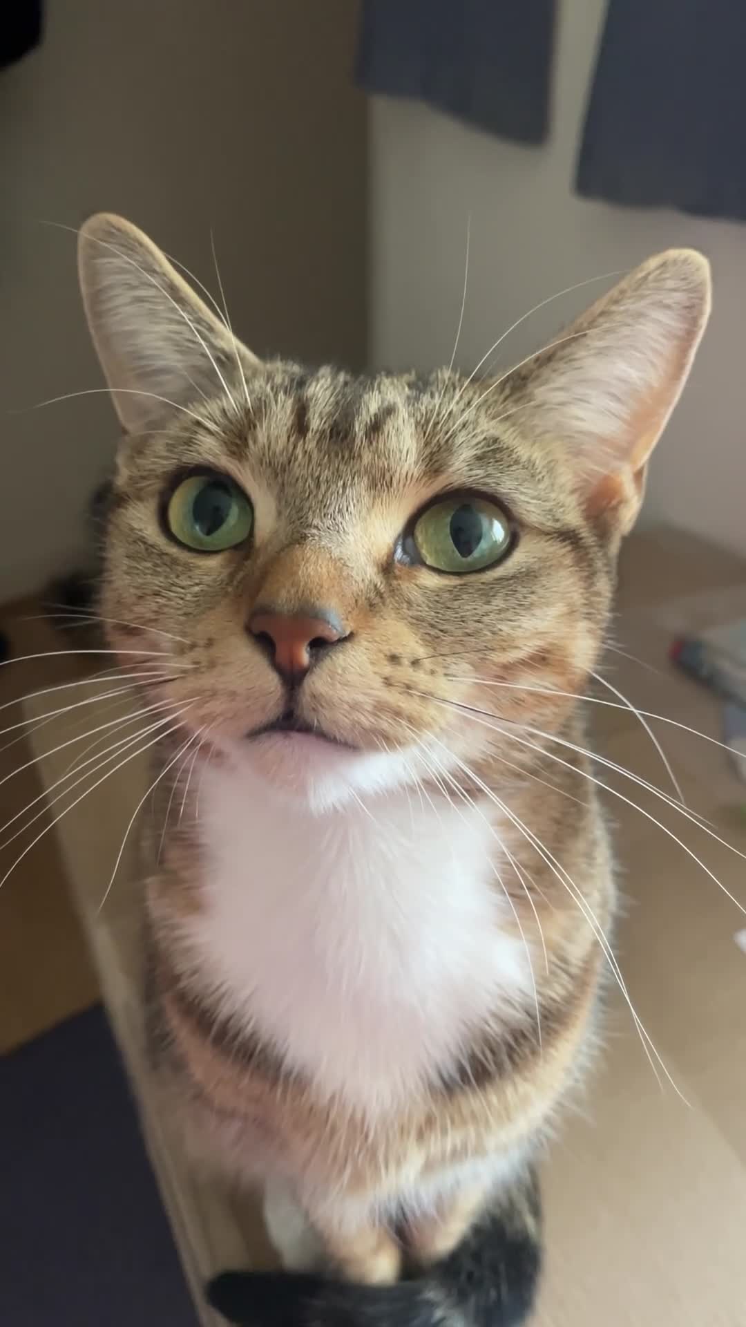 Domestic Shorthair cats for sale: Cat ready to be re-homed - Video 2