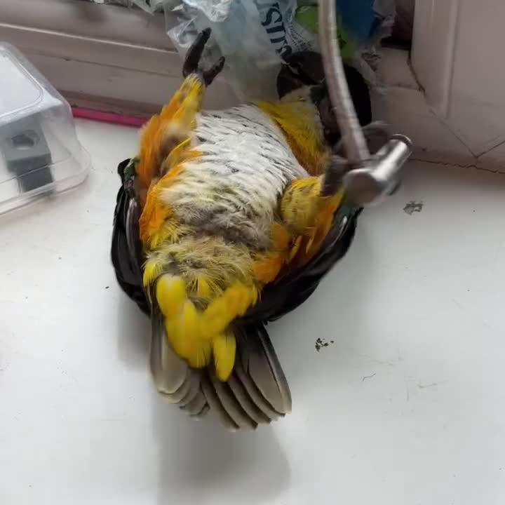 Parrots birds for sale: Mojo 4 year old Tame male Black Capp carique  - Video 5