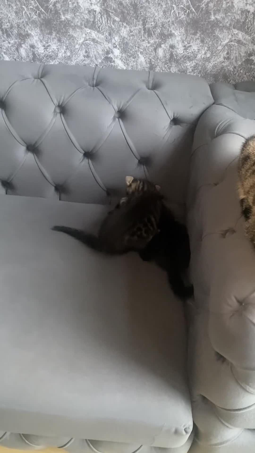 Mixed Breed cats for sale: 2 Kittens for sale  - Video 2