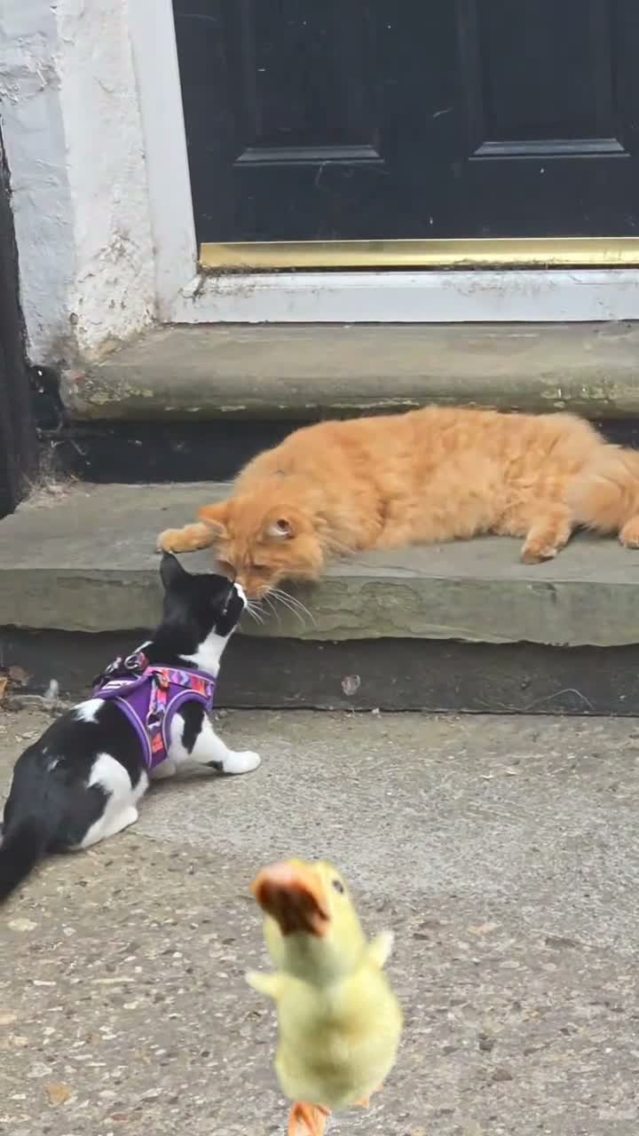 Mixed Breed cats for sale: Black and white cat for rehoming  in Grantham - Video 1