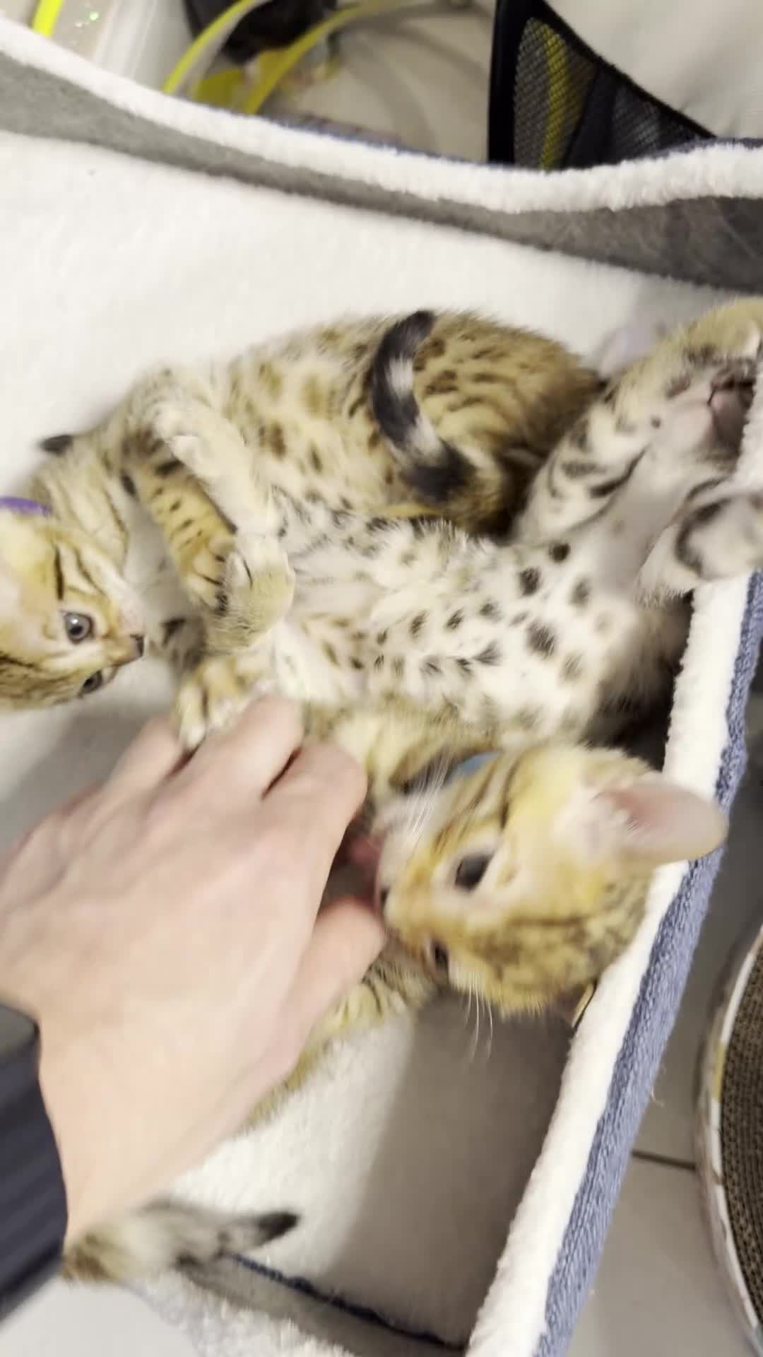 Bengal cats for sale: 🐾 Purebred Bengal Kittens for Sale 🐾 - Video 2