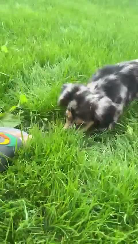 Miniature Dachshund dogs for sale: Beautiful Miniature Dachshund puppies for Sale. in Bromley - Video 1