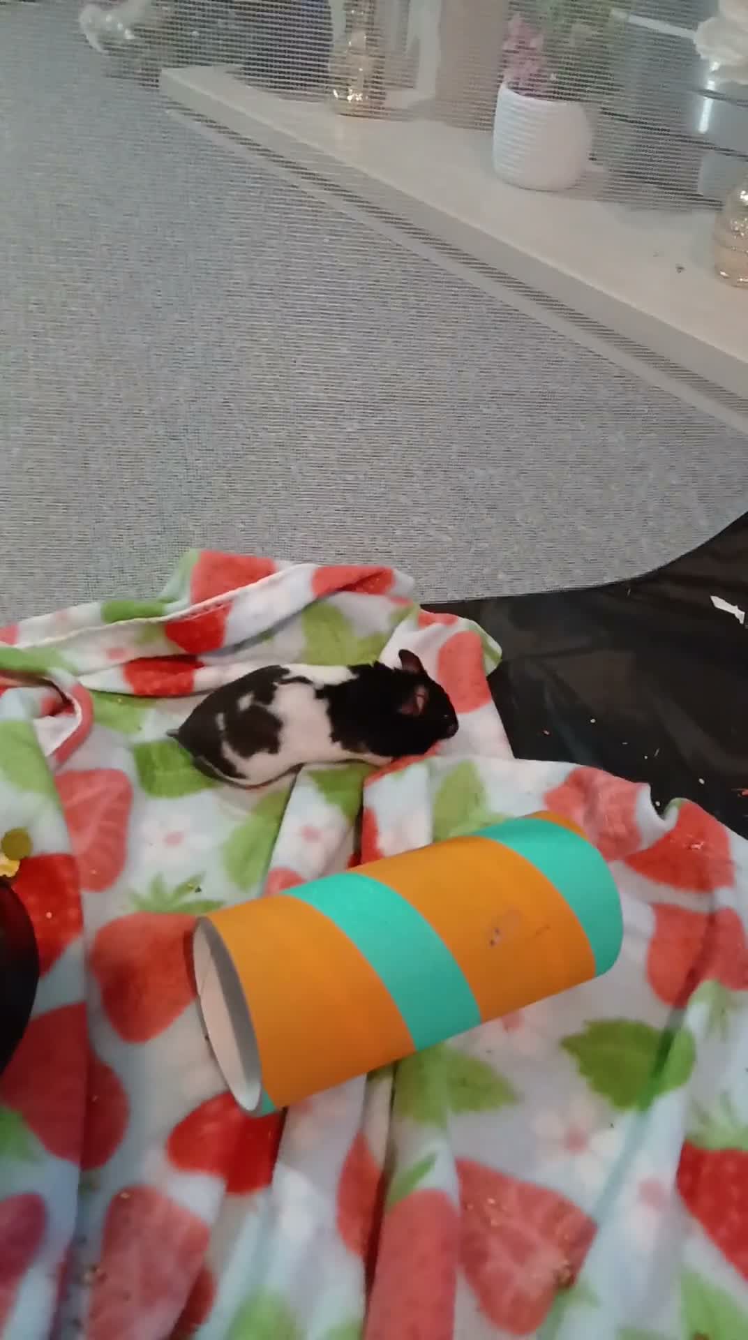 Hamster rodents for sale: Young female syrian hamster for sale  in Ilkeston - Video 1
