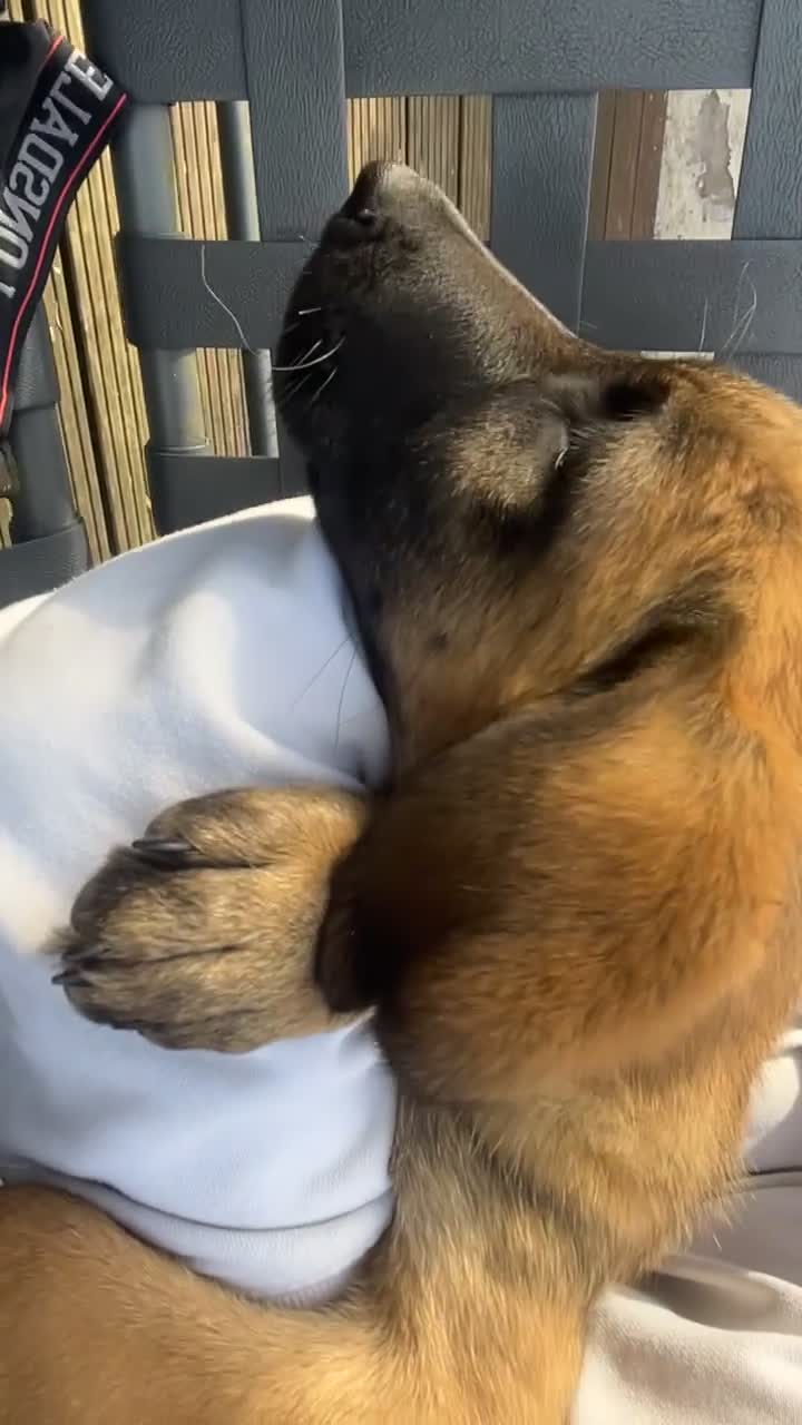 Mixed Breed dogs for sale: dogs for sale ££150-£250 - Video 3