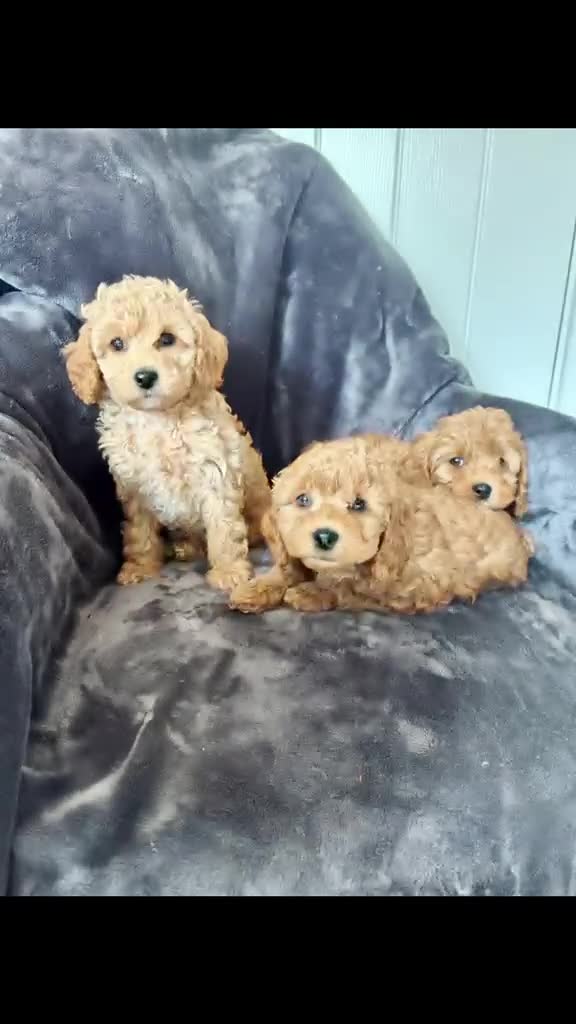 Cavapoo dogs for sale: Real life teddy bears  - Video 3