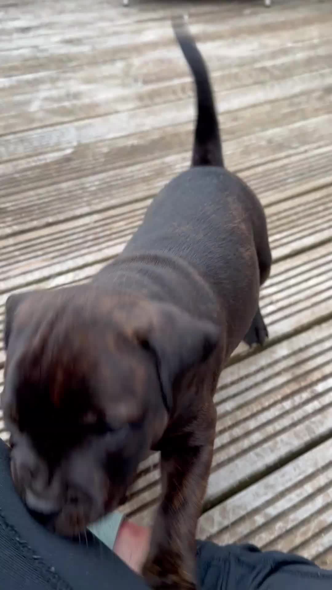 Staffordshire Bull Terrier dogs for sale: KC REGISTERED STAFFORDSHIRE BULL TERRIERS  - Video 1