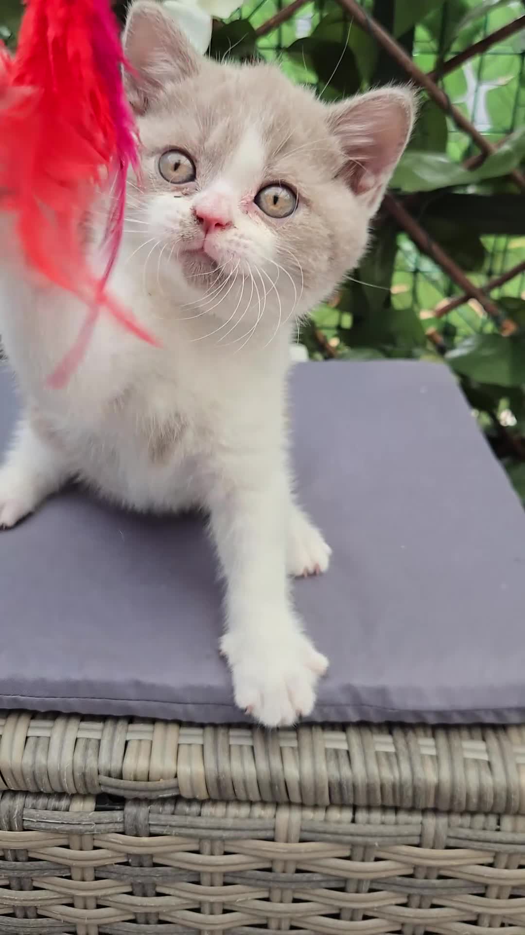 British Shorthair cats for sale: Olny  1 boy left Britishorthairs kitten ready  now - Video 2