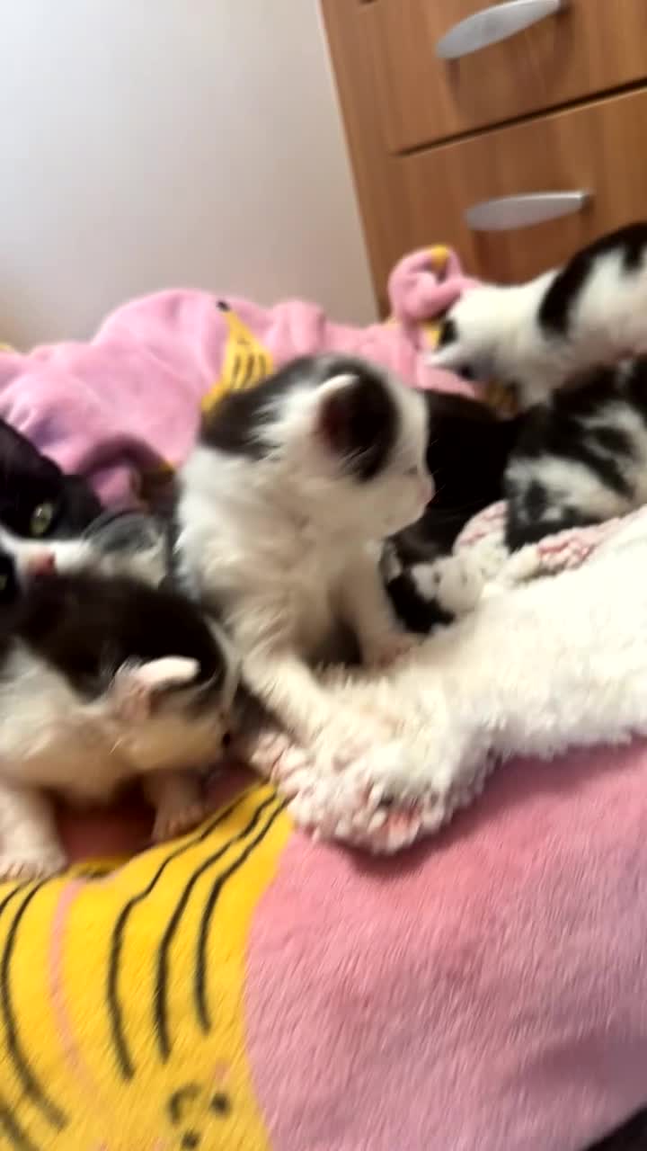 Siamese cats for sale: Little of 5 kittens quarter of Siamese in Dundee - Video 1