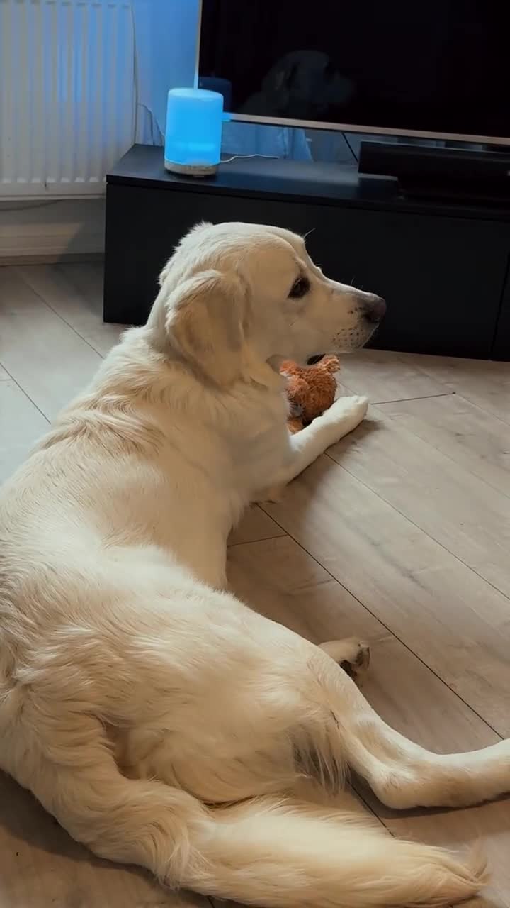 Golden Retriever dogs for sale: 11 month male golden retriever  - Video 1