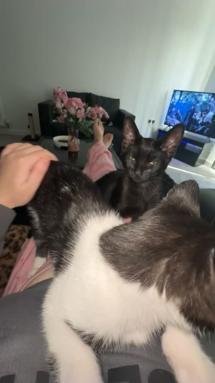 Mixed Breed cats for sale: 2 male kittens  in Edinburgh - Video 4