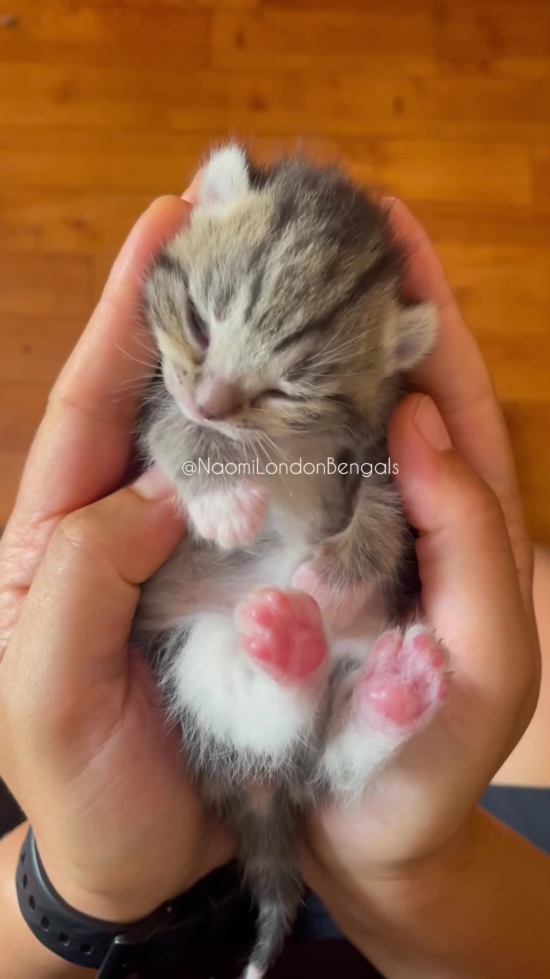 Bengal cats for sale: ⭐️ BENGAL KITTEN FOR SALE! ⭐️ 🩷❤️🧡💛💚🩵💙💜 - Video 1