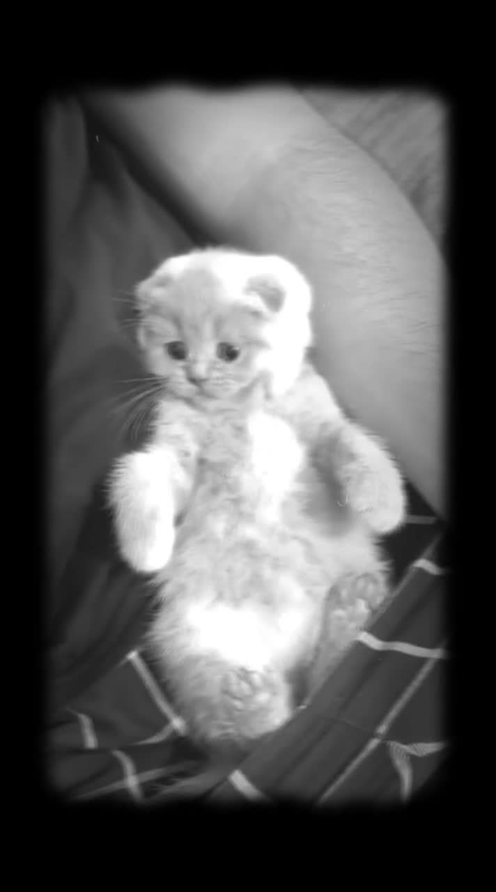 Scottish Fold cats for sale: Very Friendly Kittens, Pedigree Scottish Fold  - Video 1