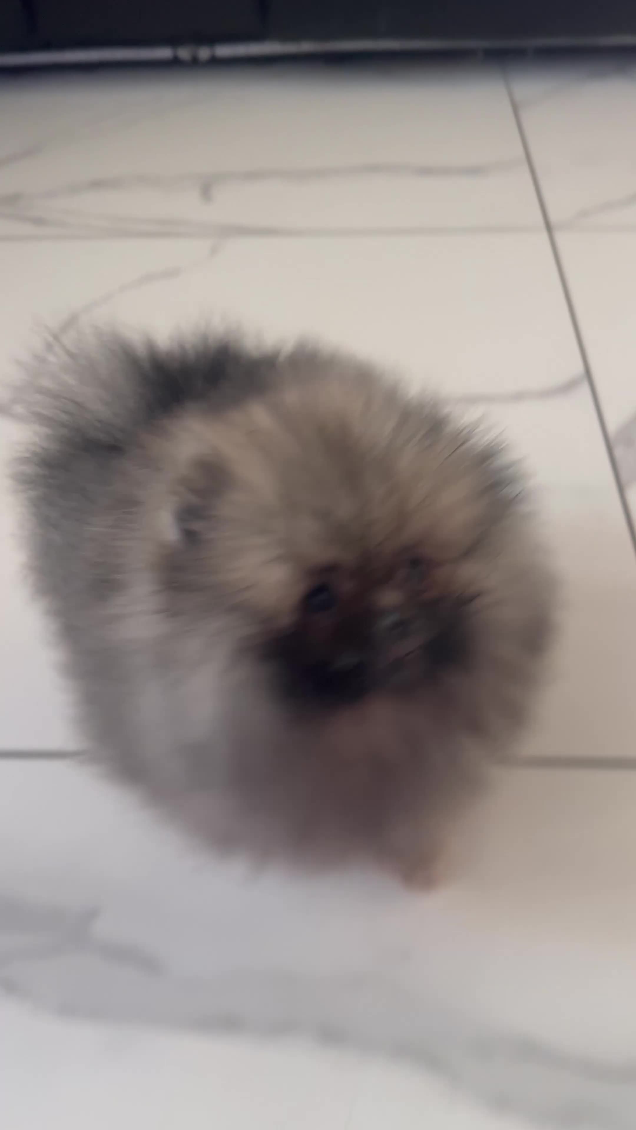 Pomeranian dogs for sale: Fabulous boys available to discerning pet homes - Video 1