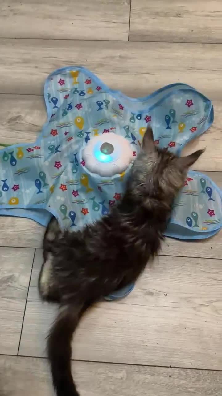 Maine Coon cats for sale: 6 pure maincoon kittens  - Video 1