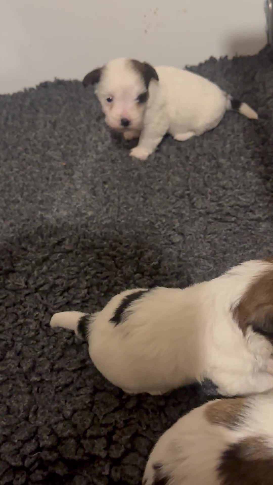 Jack Russell dogs for sale: KC registered Jack Russell Terrier  - Video 1