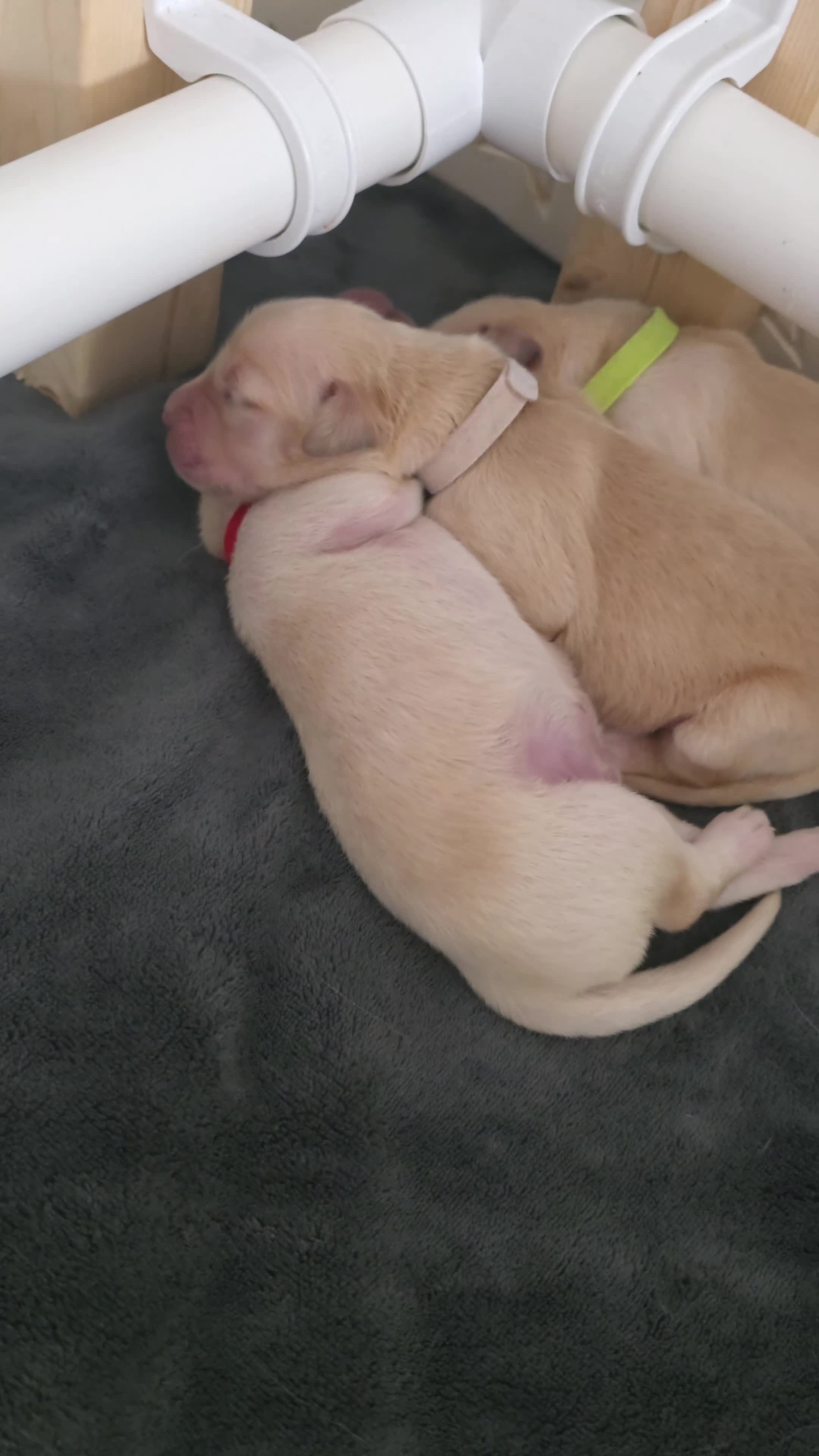 Golden Retriever dogs for sale: Beautiful KC Registered Golden Puppies  - Video 1