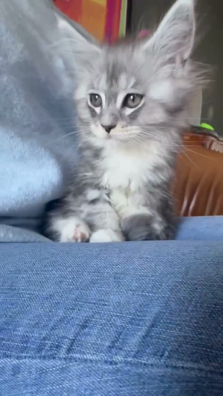 Maine Coon cats for sale: XL TICA REG ACTIVE 1 GIRL ONLY - Video 3