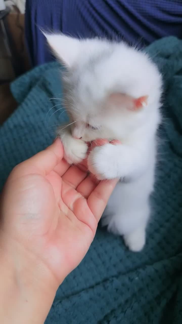 Mixed Breed cats for sale: adorable kitten ready to go home - Video 1