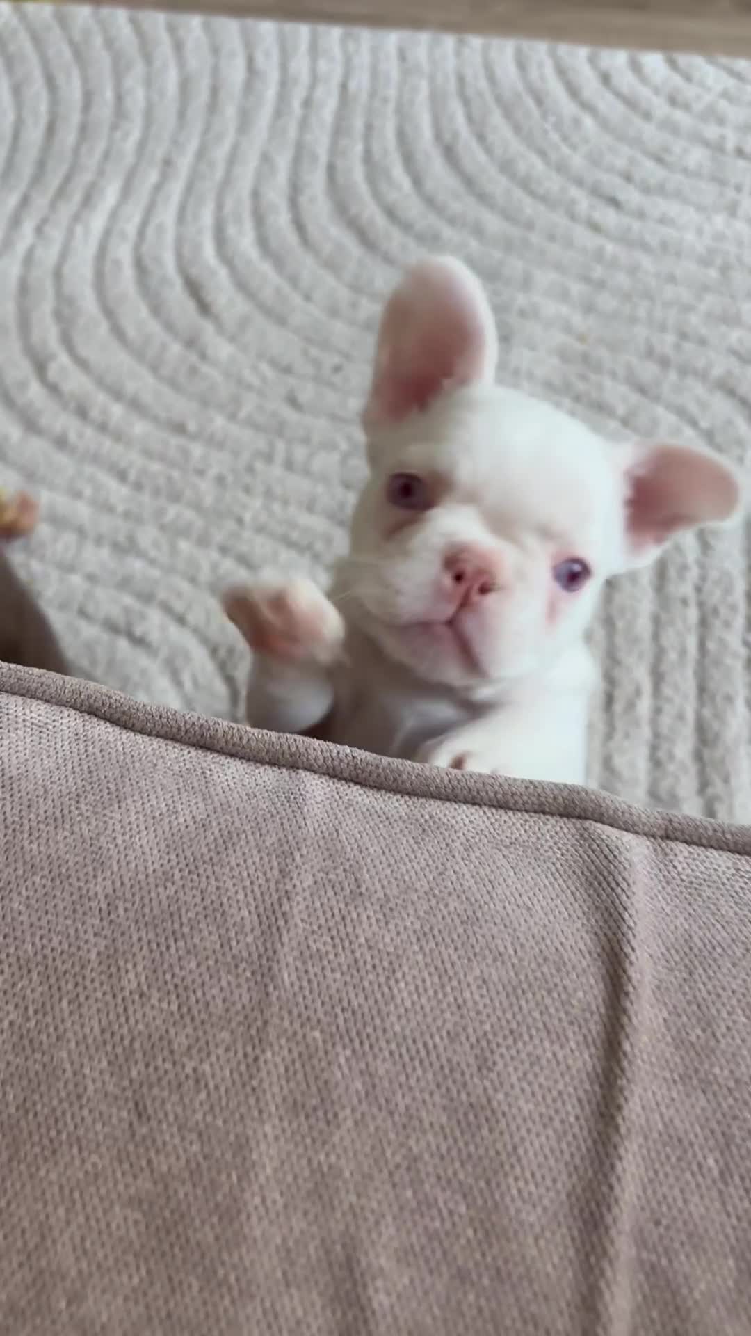 French Bulldog dogs for sale: Pink French bulldog  in Liverpool - Video 1