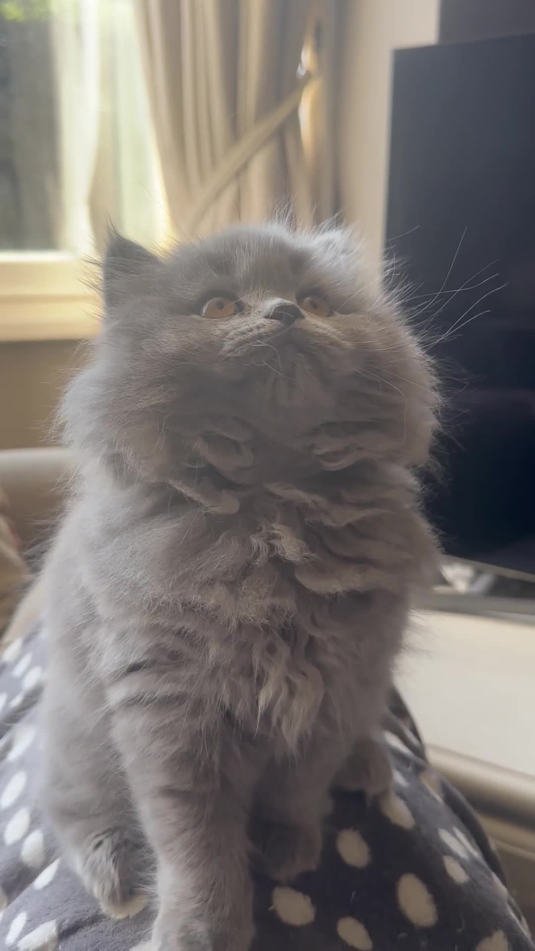 British Shorthair cats for sale: Ready For Forever Homes Soon! - Video 1
