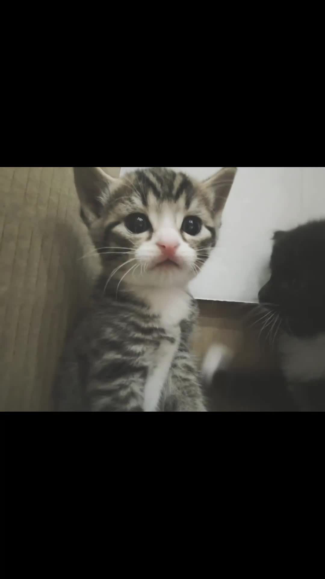 British Longhair cats for sale: 3 longhair kittens for sale (PRICE NEGOTIABLE) - Video 1
