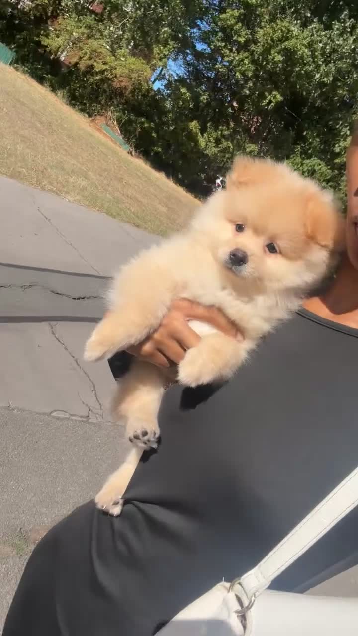 Pomsky dogs for sale: King – Stunning Bronde Pomeranian Boy - Video 1