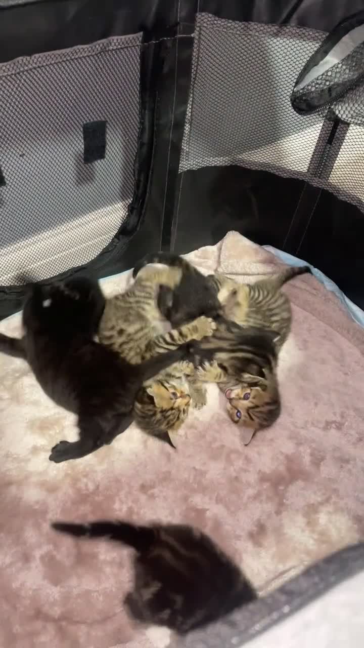 British Shorthair cats for sale: British Shorthair & Turkish Angora Mixed Kittens✨  - Video 1