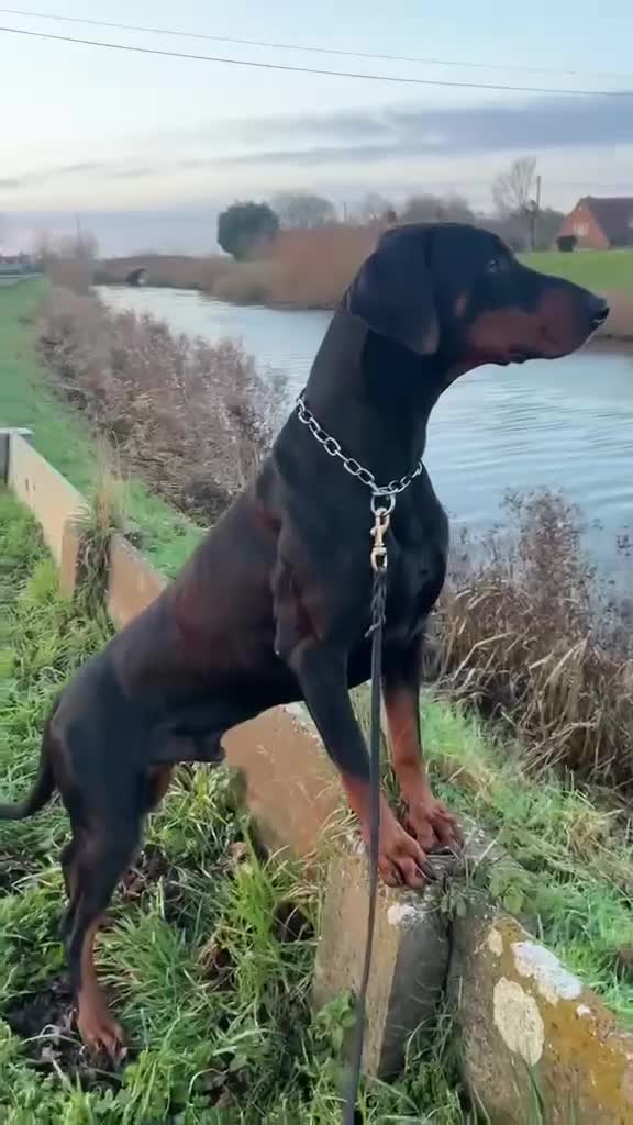 Dobermann dogs for sale: Dobermann 2 boys 2 girls  - Video 1