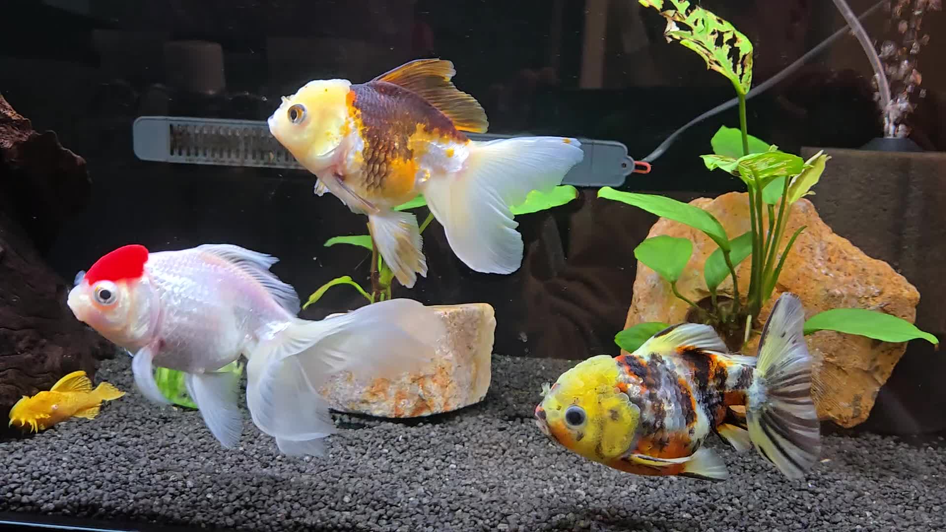 Fancy Goldfish fish for sale: High Grade Orandas / Gold Bristle Nose Plecos - Video 1