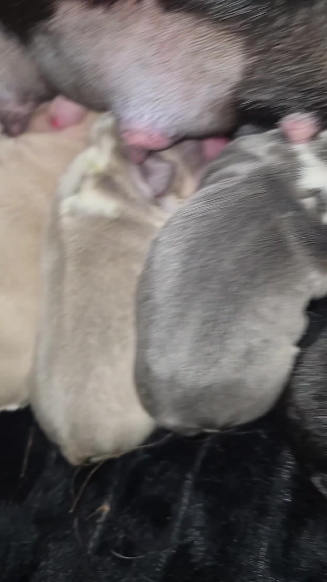 French Bulldog dogs for sale: Beautiful Frenchie Pups Available  - Video 2