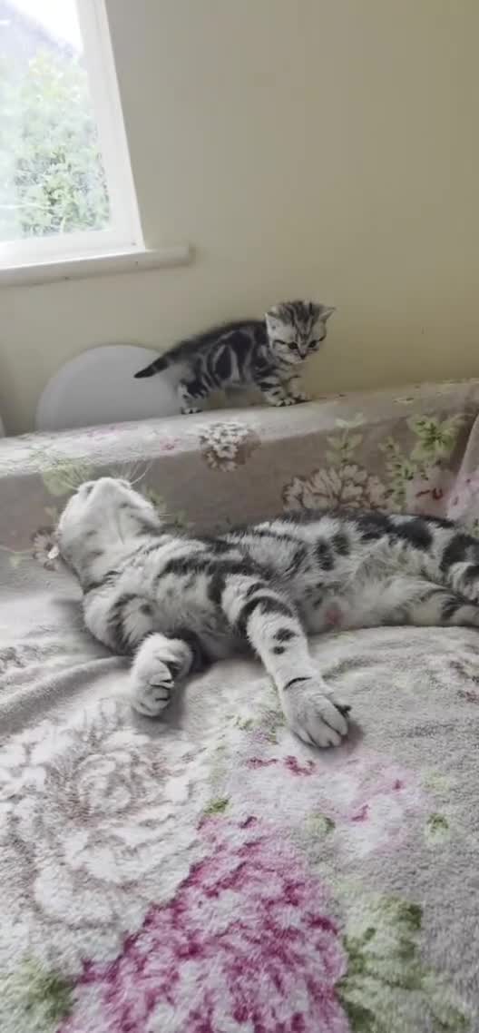 British Shorthair cats for sale: Your Furry Fantasy Awaits! - Video 2