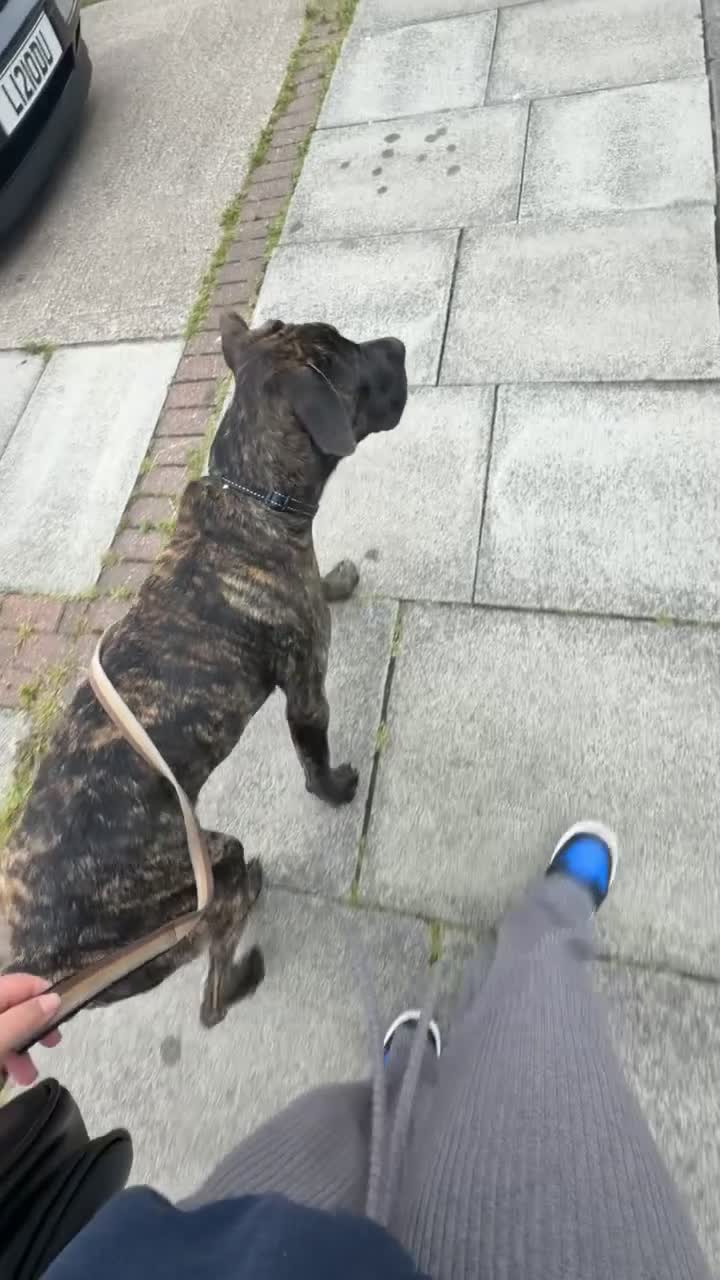 Presa Canario dogs for sale: Stunning presa canario  - Video 2
