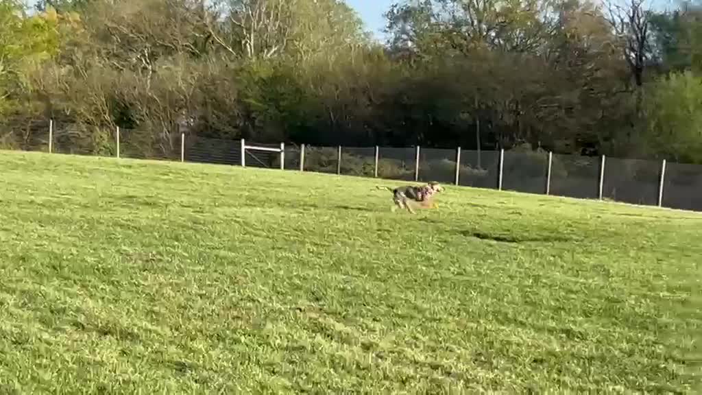 Mixed Breed dogs for adoption: 🌟 Special Home Needed for a Very Special Girl 🌟 in Pulborough - Video 5