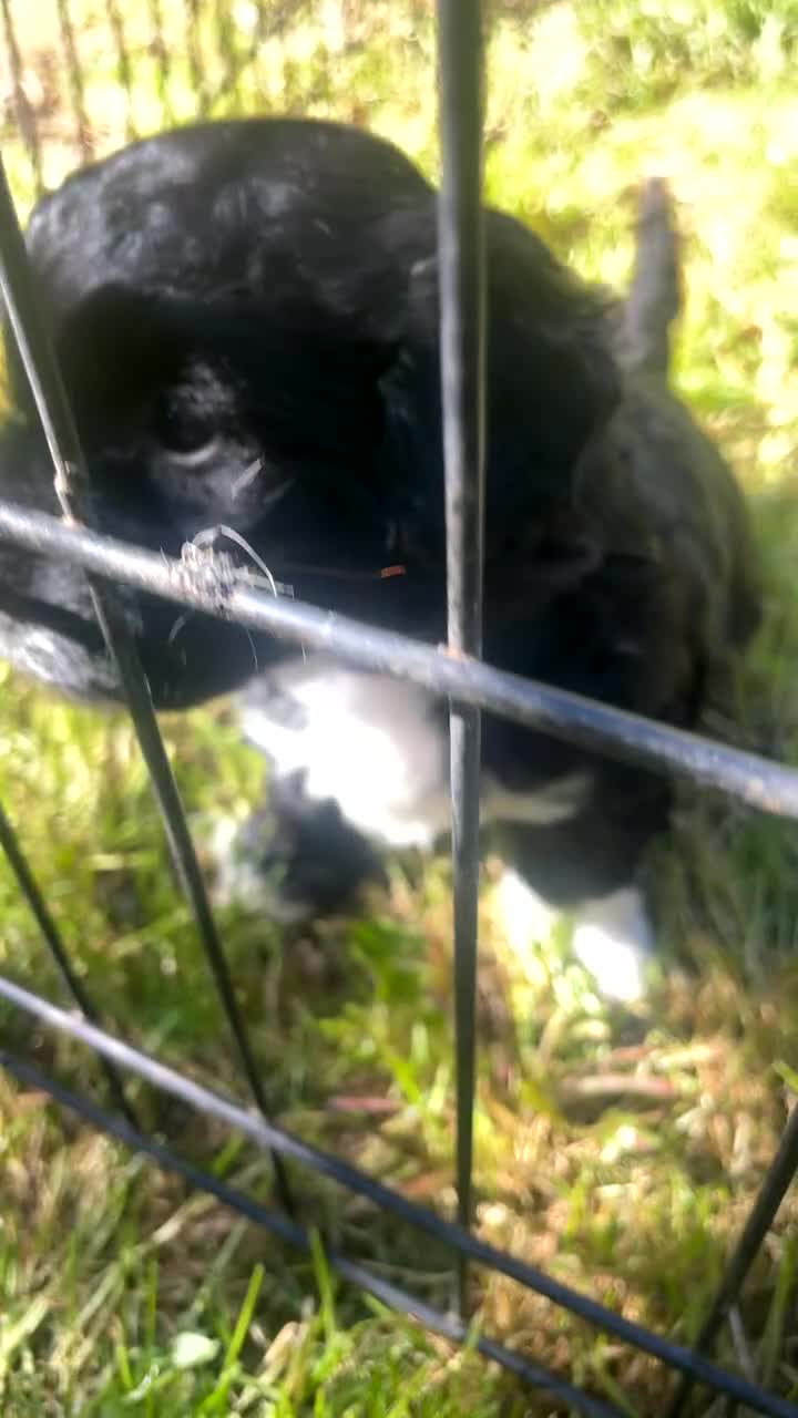 Jackapoo dogs for sale: 🏆Beautiful Jackapoo puppies🏆 1 BOY AND GIRL LEFT - Video 2