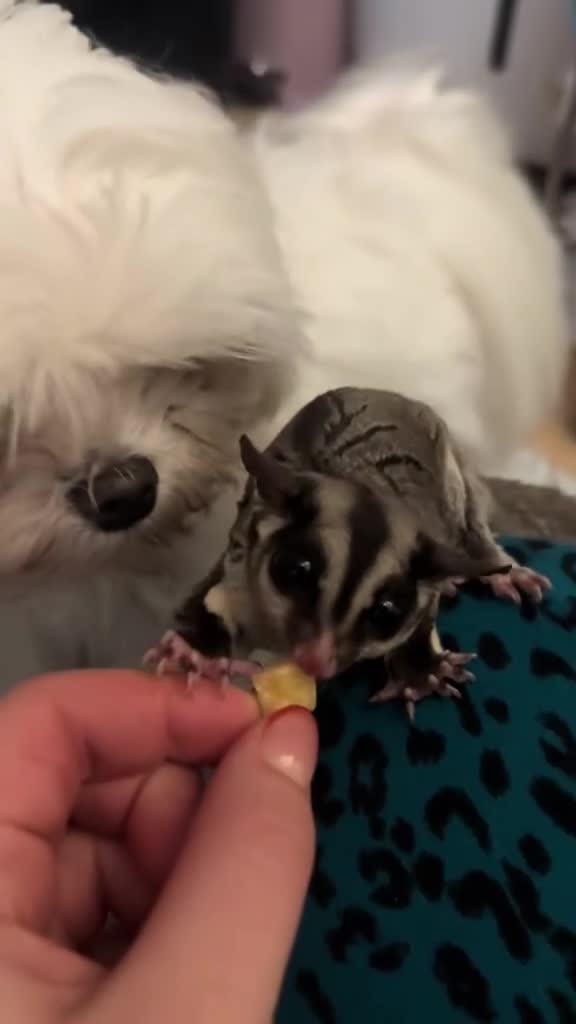 Sugar Glider rodents for sale: Sugar glider couple for sale(London) - Video 3