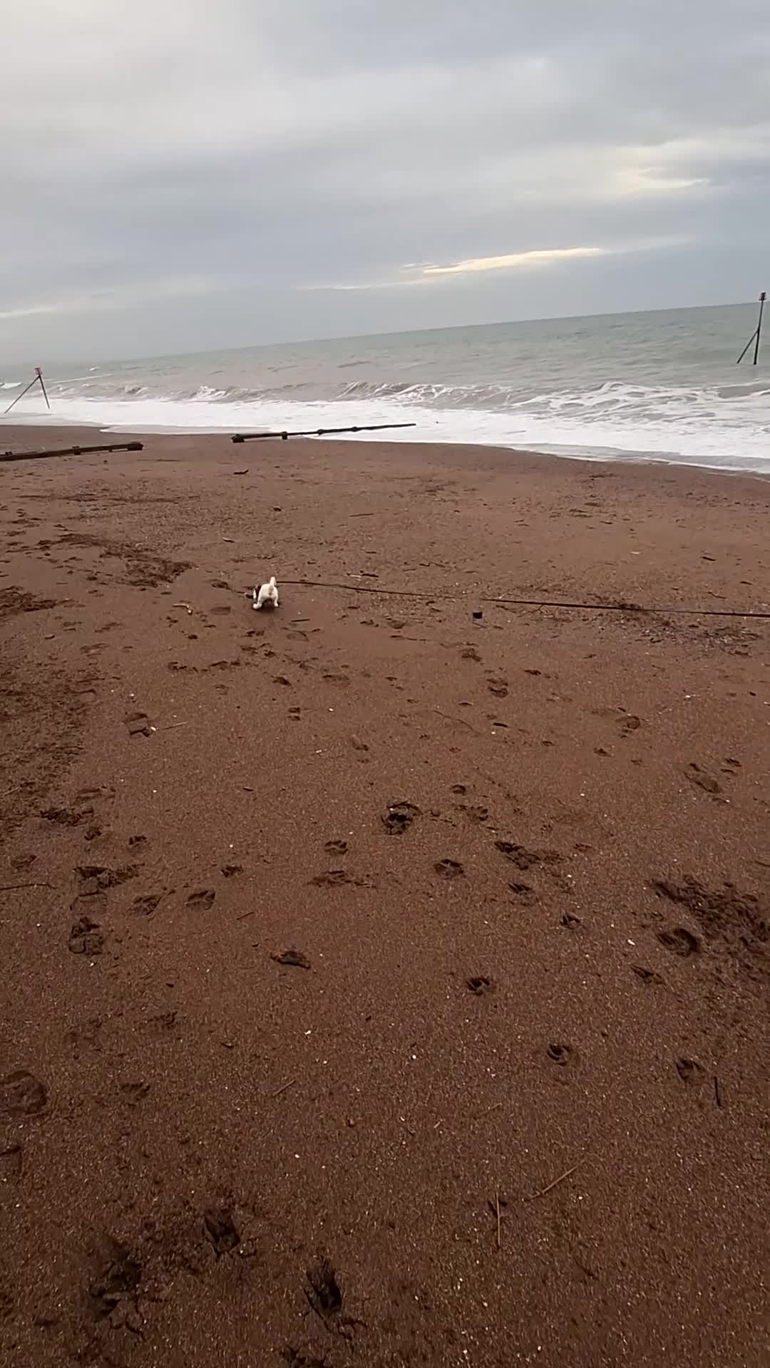 Jack Russell dogs for sale: Jack Russell puppy 13 weeks male - Video 1