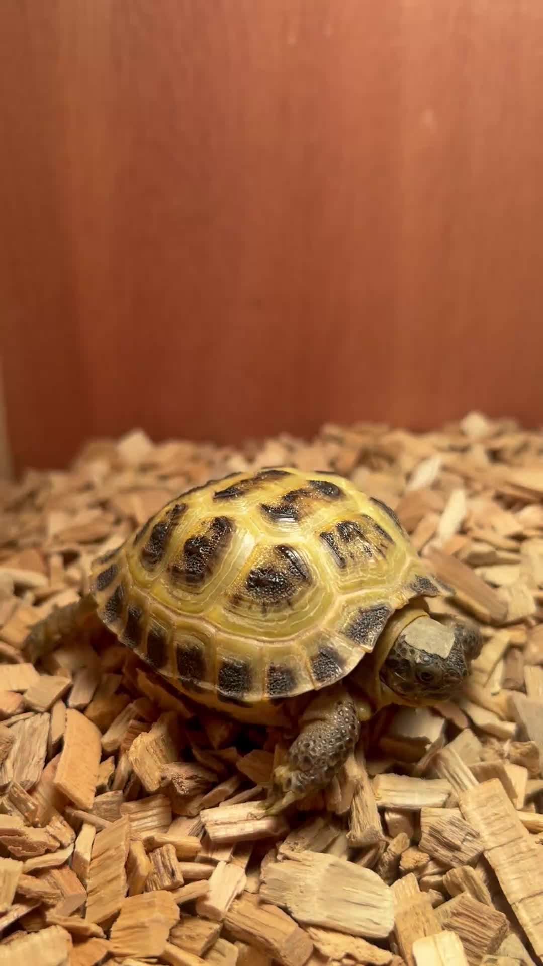 Hermann Tortoise reptiles for sale: Russian Harefield Tortoise + Vivarium Set Up - Video 3