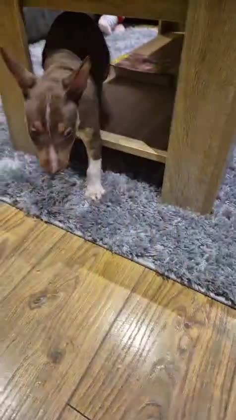 Miniature Bull terrier dogs for sale: 🐾 Exclusive Miniature Bull Terrier Puppies🐾  - Video 3