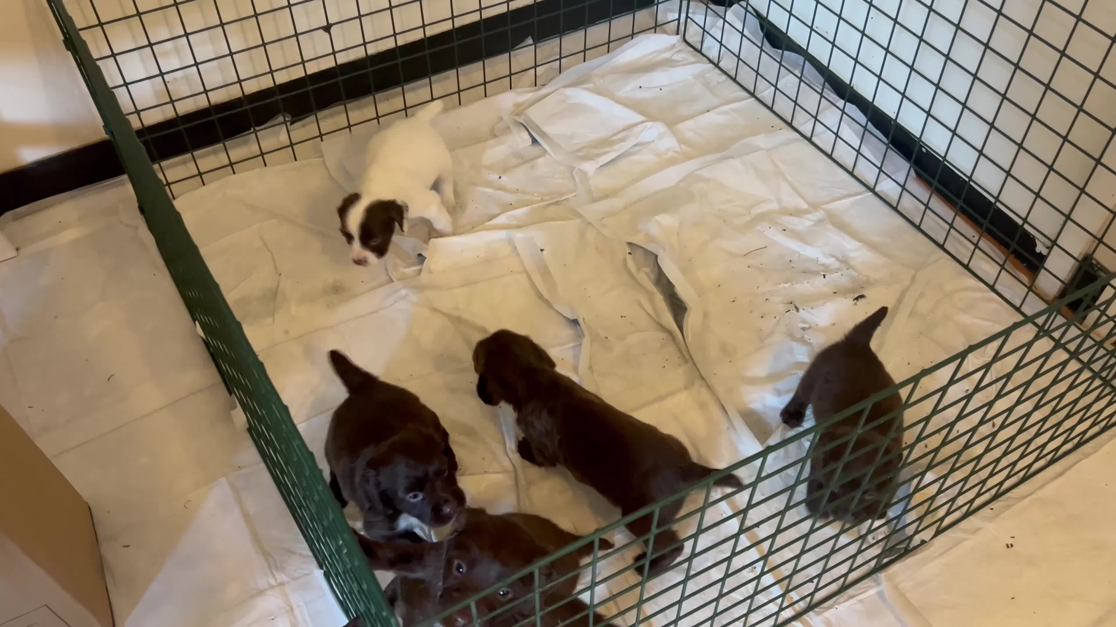 Sprocker dogs for sale: ** F1B SPROCKERS ** - Video 1