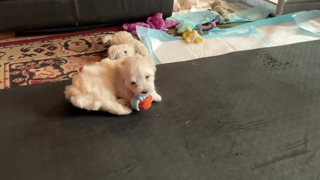 Malshi dogs for sale: Malshi Pups - Video 1