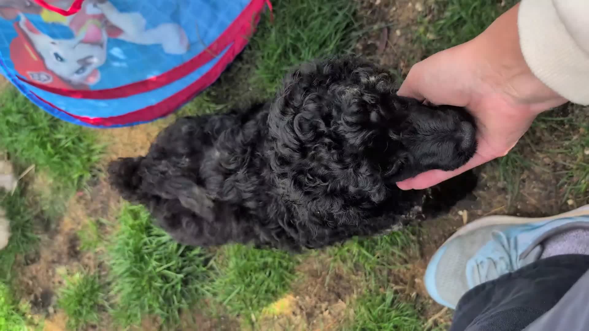 Miniature Poodle dogs for sale: Beautiful KC registered miniature poodles  - Video 2