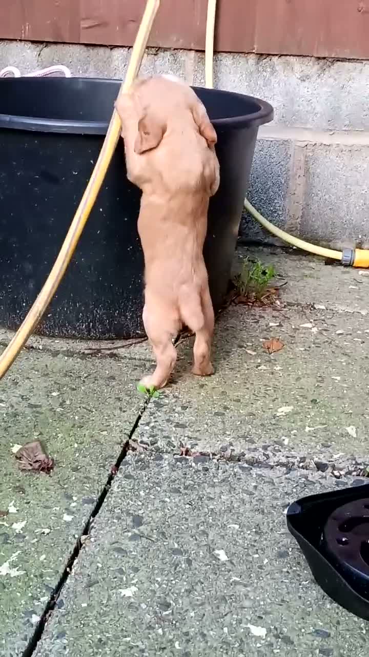Cocker Spaniel dogs for sale: KC REGISTERED COCKERS - Video 2