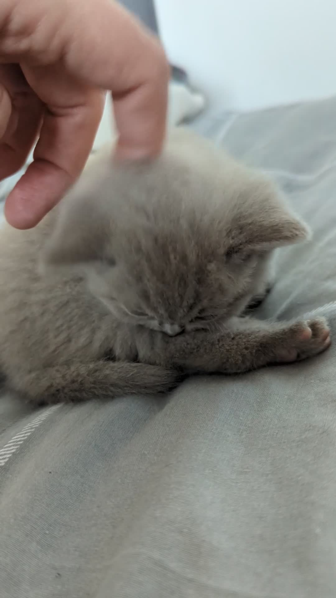 British Shorthair cats for sale: Lilac purebred British Shorthair kittens - Video 1