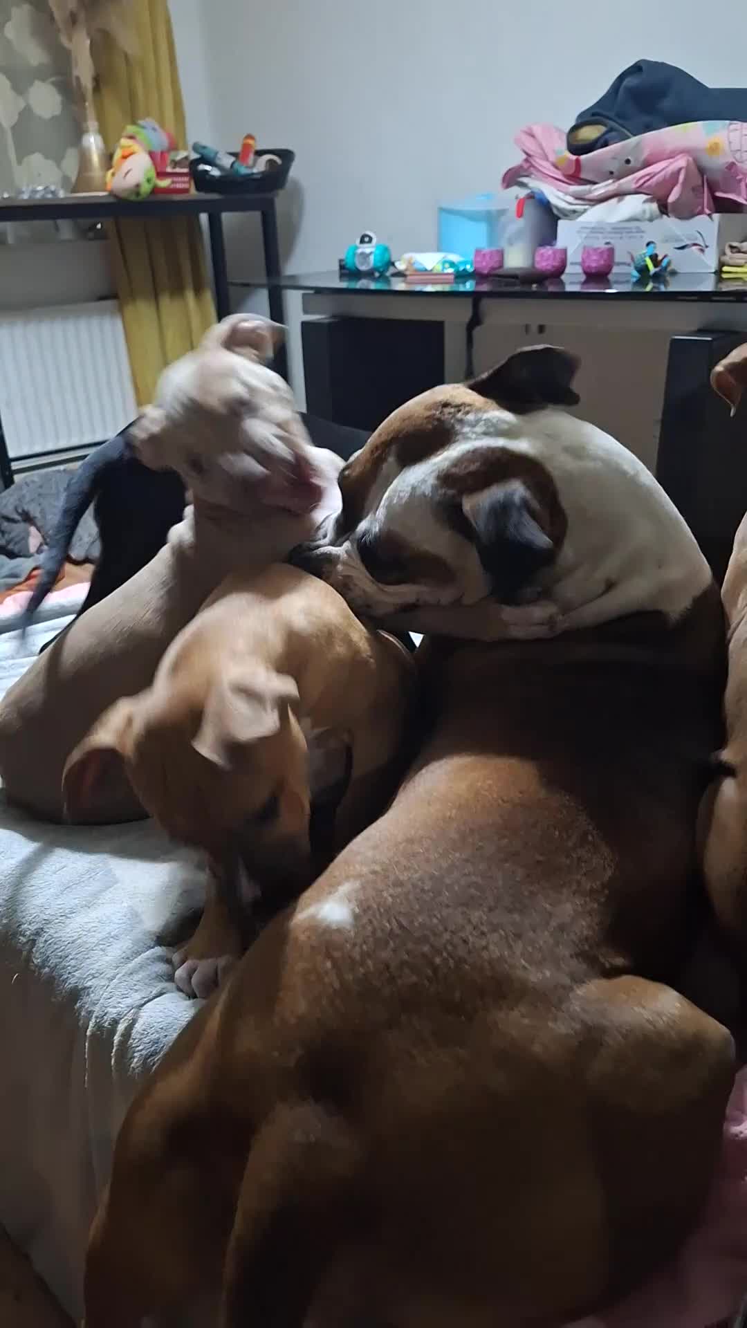 American Bulldog dogs for sale: 11 little hearts need their forever home - Video 5