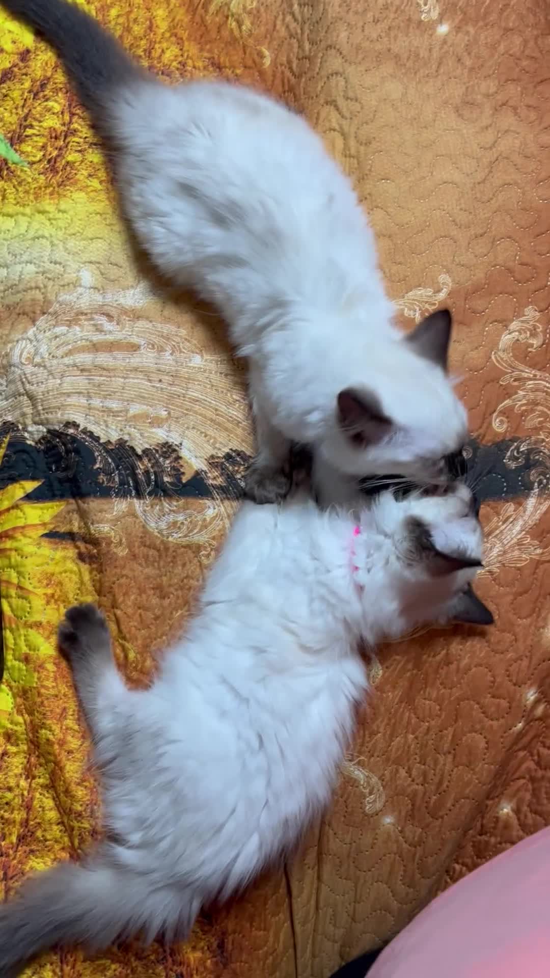 Ragdoll cats for sale: 🐈❗️Adorable 1 Girl and 2 Boys Left 💕 - Video 4