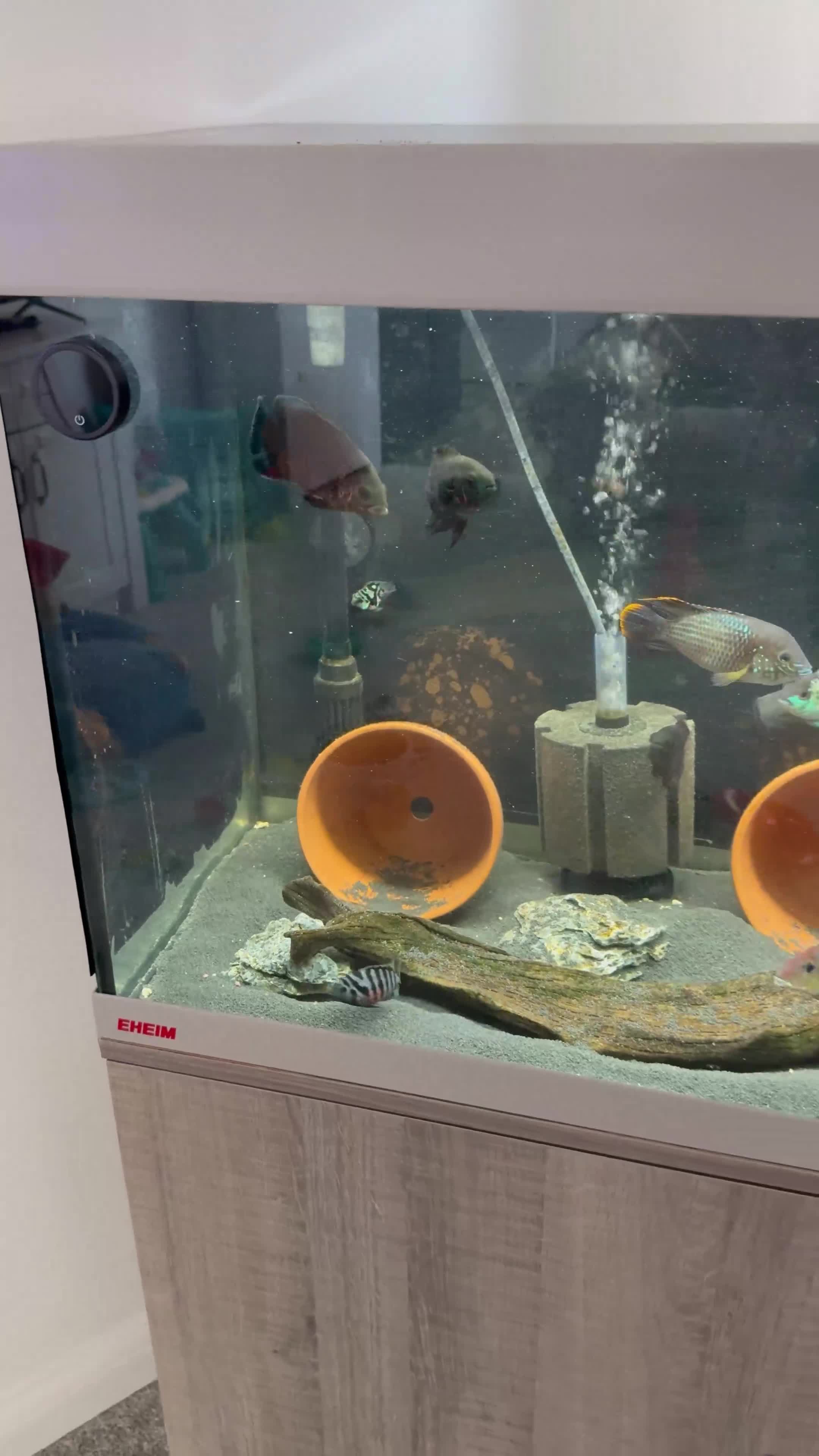 Cichlids fish for sale: Eheim vivaline 240 full set up & fish in Plymouth - Video 1
